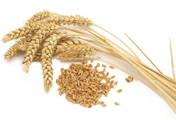 Holleys Fine Foods  PAGEN Golden Wheat Krisprolls 225g