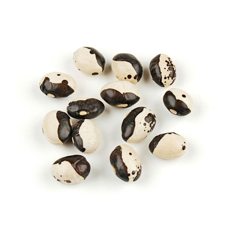 Black Calypso Beans (Ying Yang/Orca)