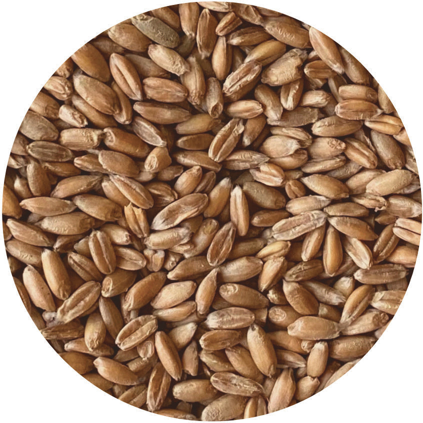 Wheat Berries, Durum (Pasta Wheat)
