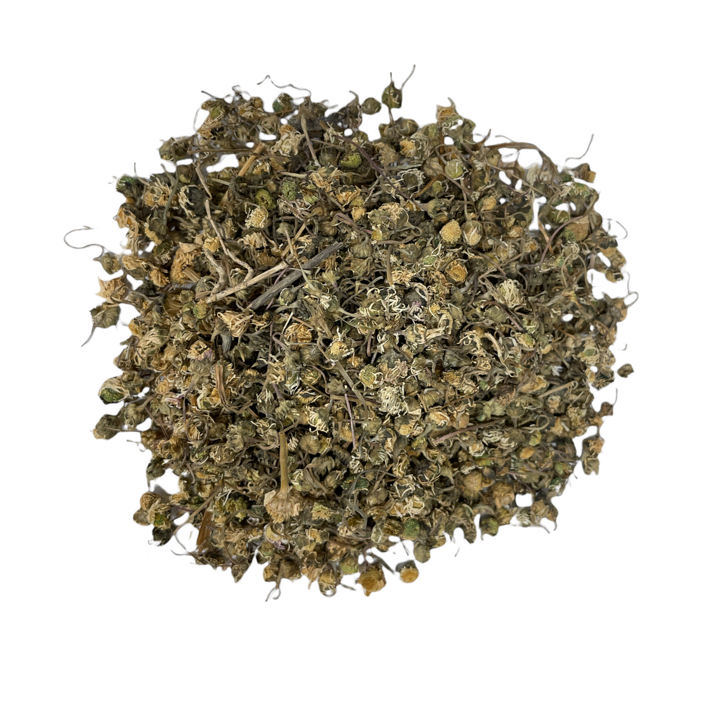 Daisy Flower (Leucanthemum vulgare)