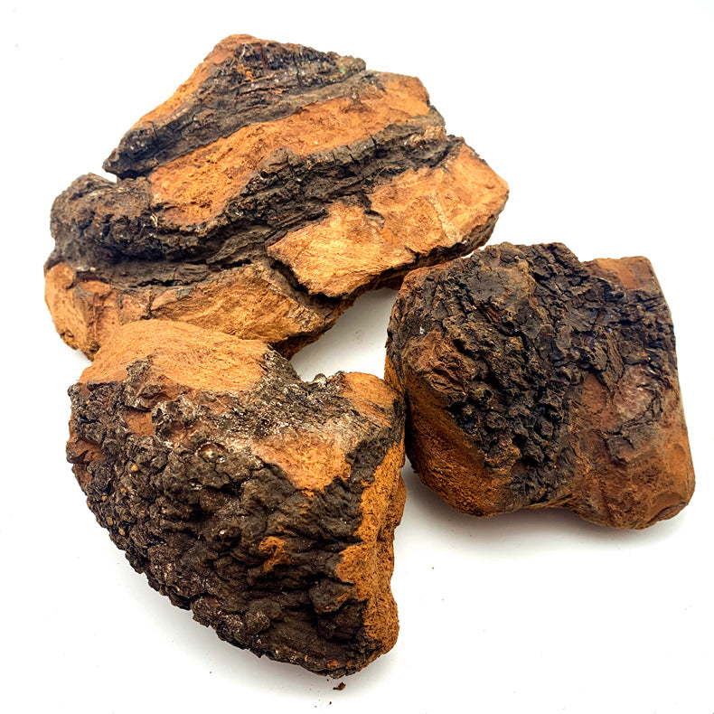 Chaga Mushroom