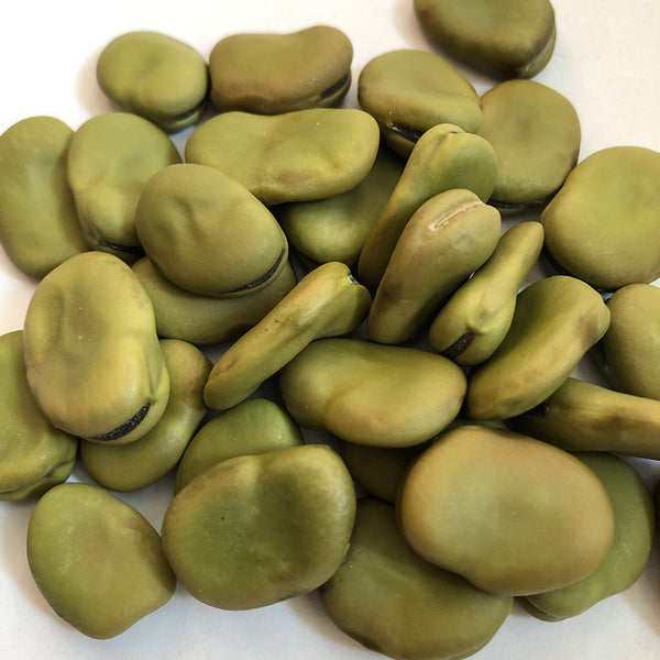 Fava Beans (Broad Beans), Green