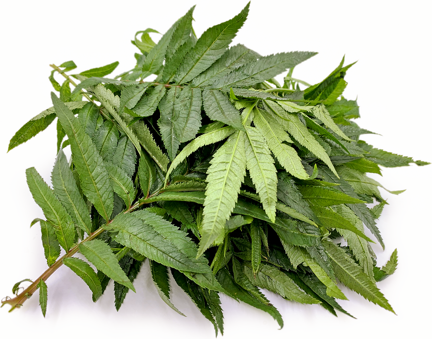 Huacatay, Peruvian Black Mint Leaf, Dried
