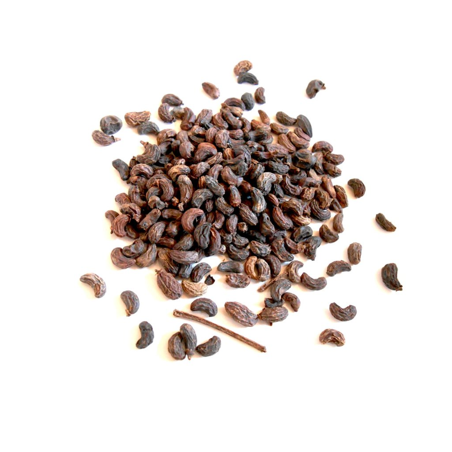 Privet Fruit/ Nu Zhen Zi (Ligustrum Lucidum)