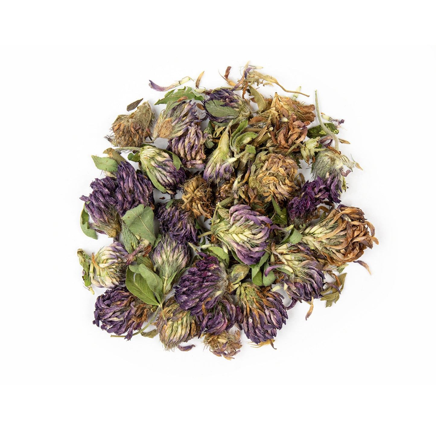 Clover Blossoms Red (Trifolium pratense)