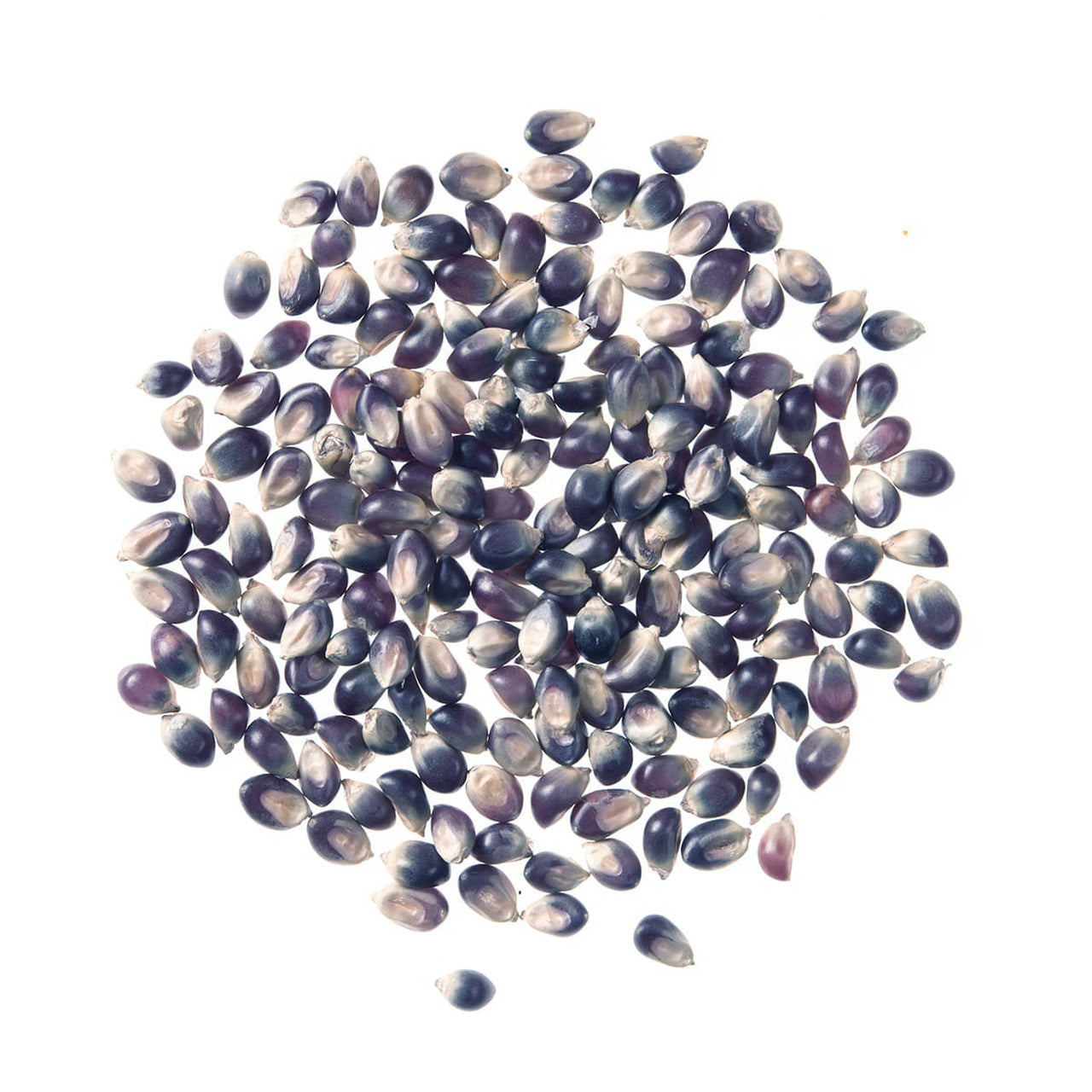 Purple Popcorn Kernels