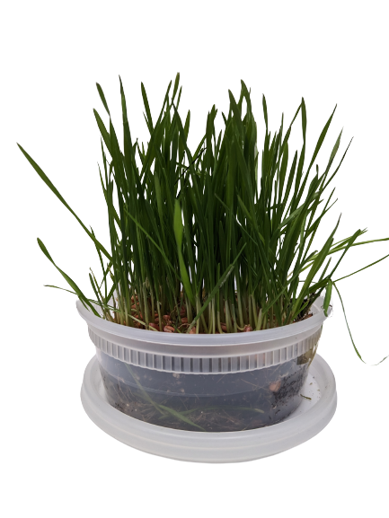 Wheat Grass Starter