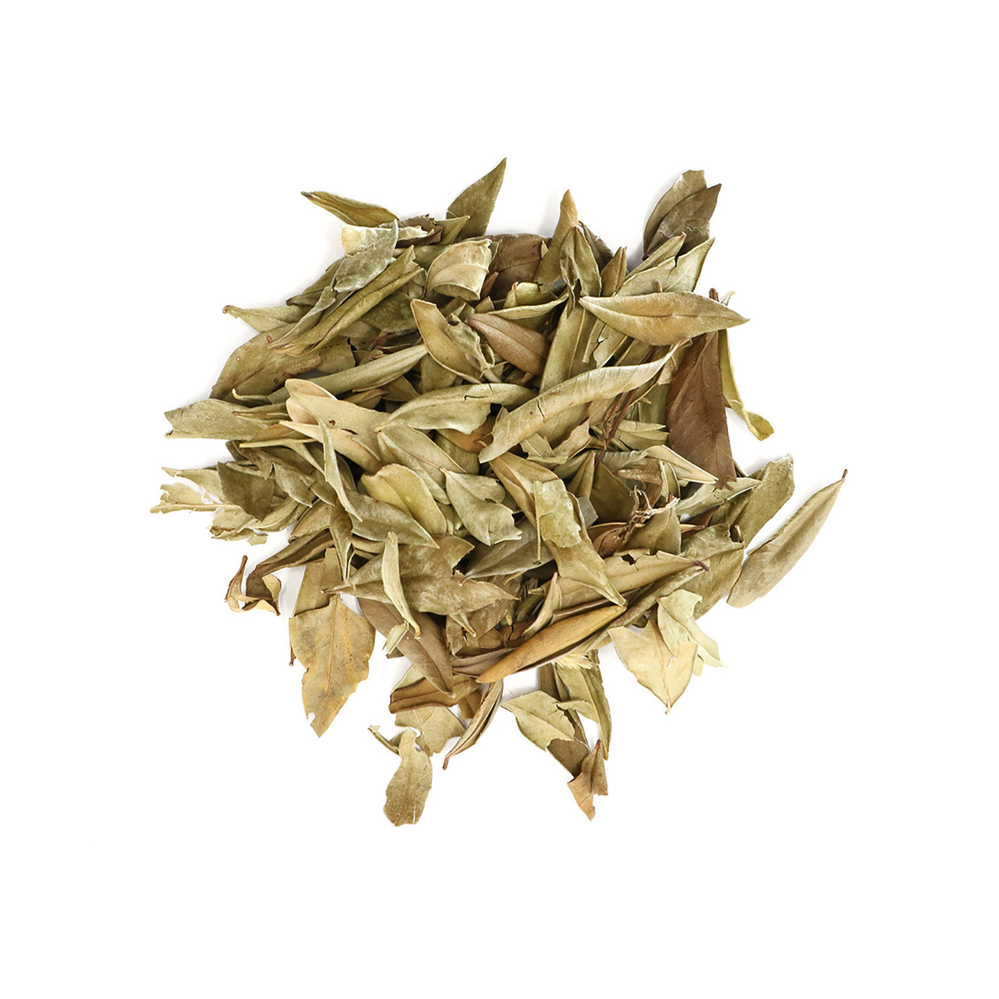 Myrtle Leaf (Myrtus communis)