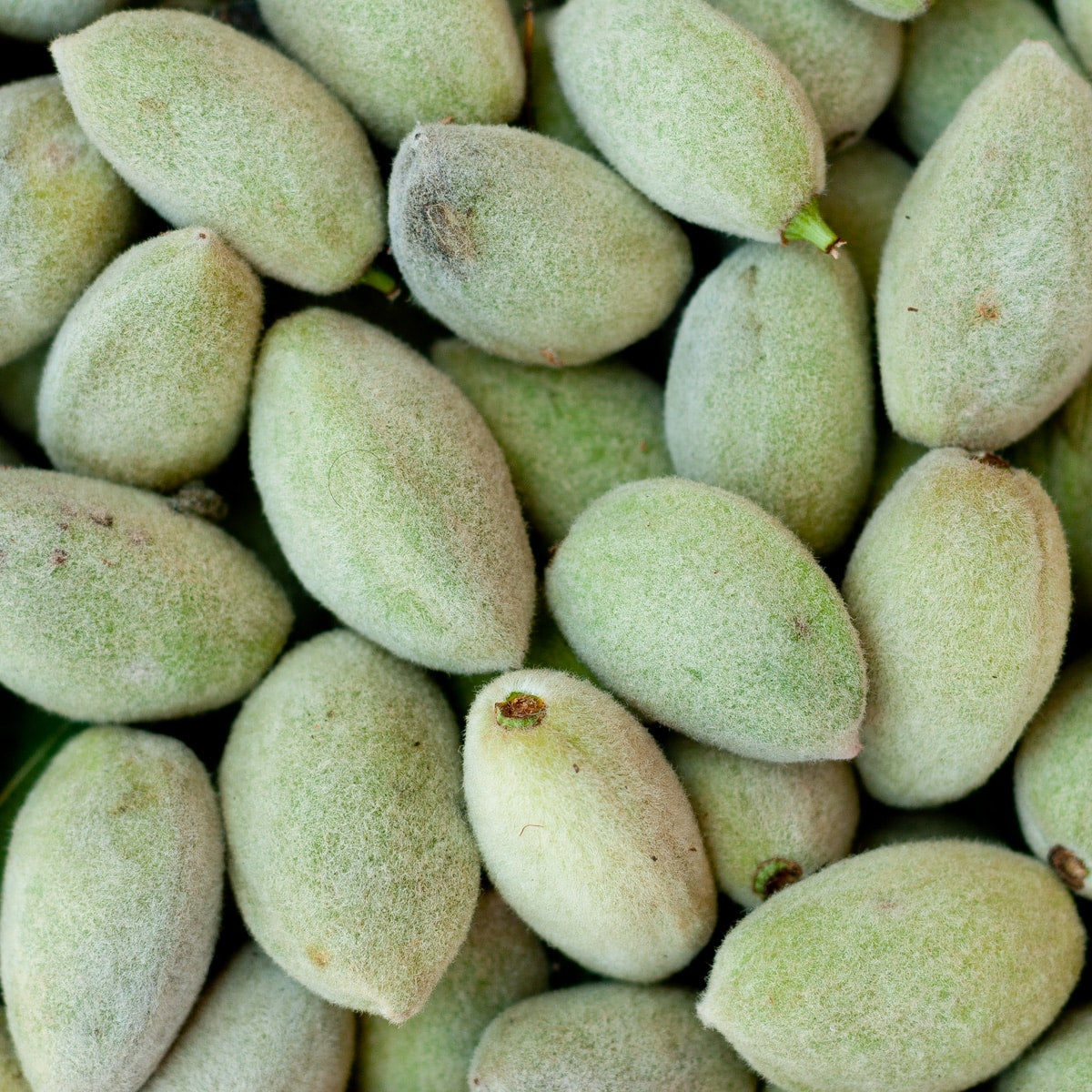 Green Almonds FRESH LOCAL DELIVERY ONLY – Kalustyan's