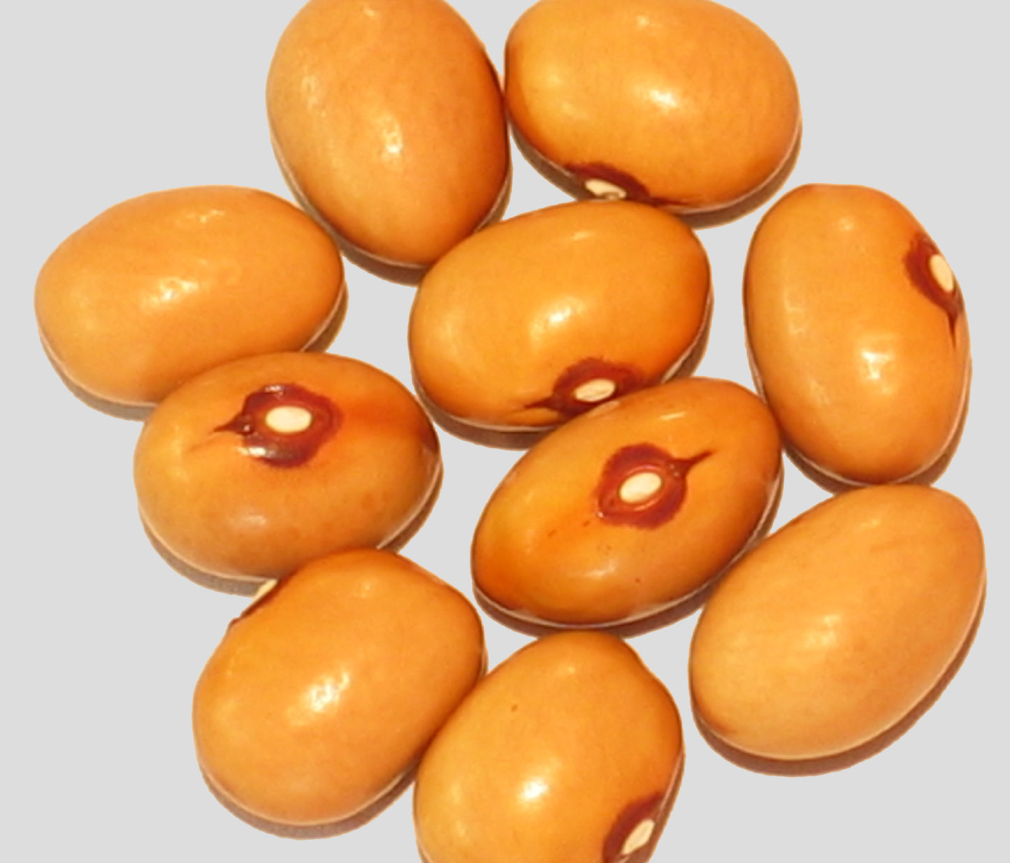 Ayocete Amarillo Bean