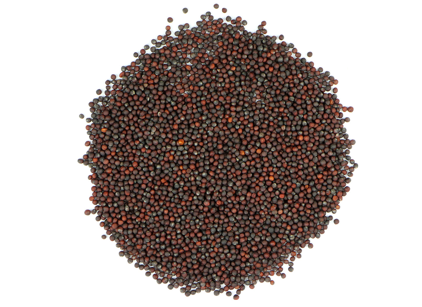 Organic Brocoli Seed