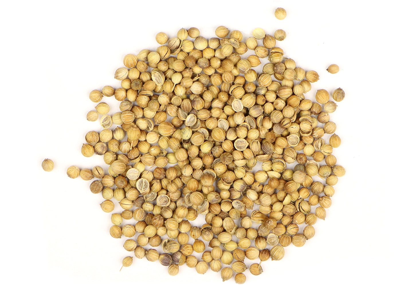 Coriander Seed (Coriandrum sativum), Indian