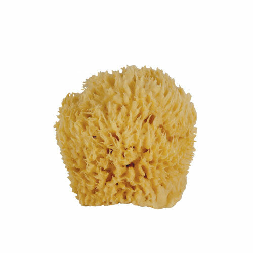 Dead Sea Sponge, Natural (3-4")