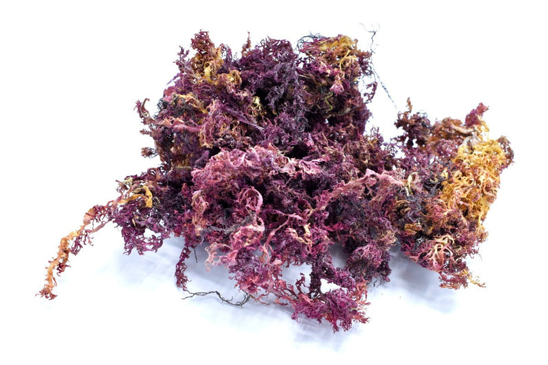 Purple Sea Moss, Jamaican, Organic