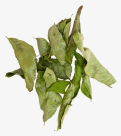 Taro Leaves (Colocasia esculenta), Dried