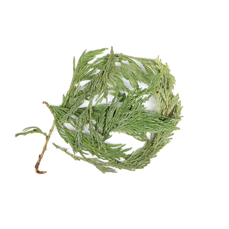 Cedar Leaf (Thuja plicata)