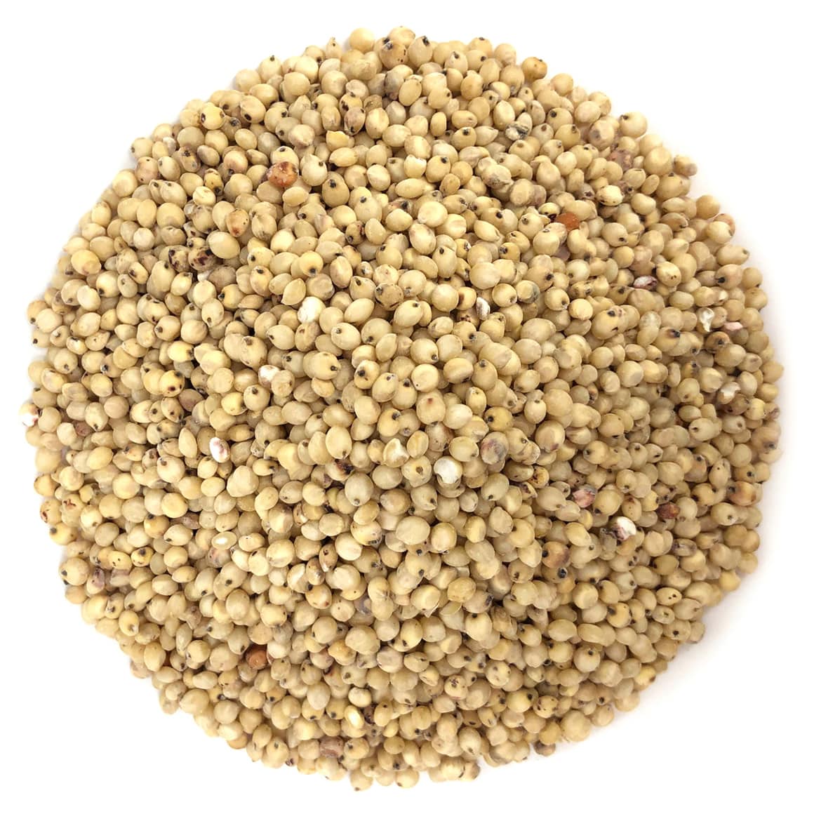 Sorghum Seeds