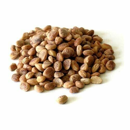 Charoli (Chironji) Nuts